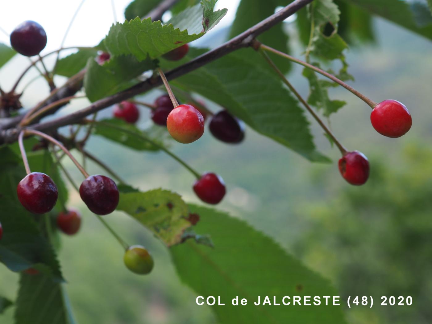 Cherry, Wild fruit